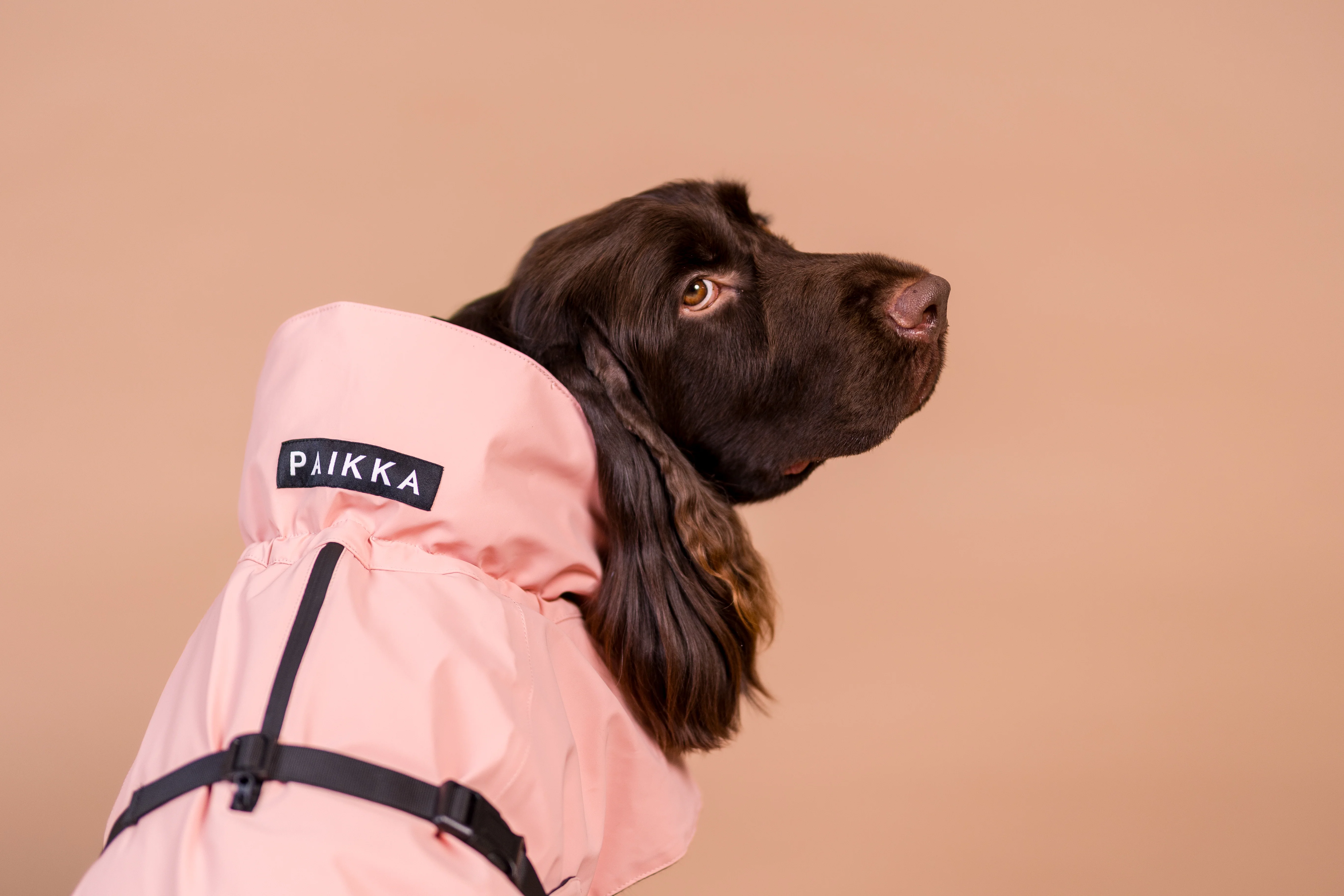 Elevating Pet Care to Human Standards